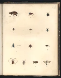 Käfer und Wespen, Tafel XXII, Illustration aus „Recueil d