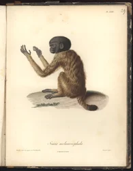 Simia melanocephala, Pl. XXIX, Stahlstich von Louis Bouquet (1765-1814) nach einer Gravur von Nicola Huet (1770-1827), Illustration aus Recueil d