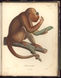 Simia ursina, Pl.XXX, Illustration aus Recueil d