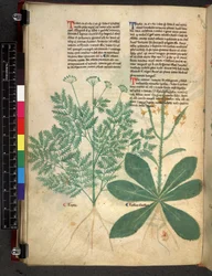 Egerton 747 f.101v Tractatus de Herbis, ca. 1280-1310