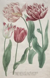 Tulpen