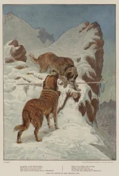Ein Reisender, vom treuen Hund