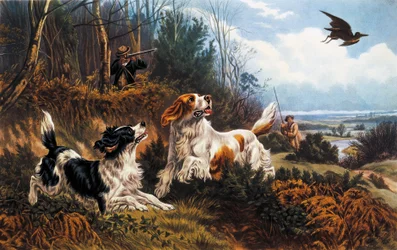 Schnepfenjagd