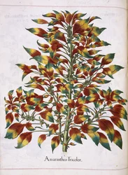 Amaranthus Tricolor, aus 