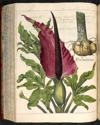 Dracontium Maius, aus Hortus Eystettensis, von Basilius Besler