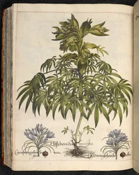 Helleboraster maximus, aus Hortus Eystettensis, Basilius Besler