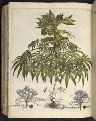Helleborus, Illustration aus 