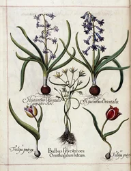 Hyazinthe und Tulpe, aus 