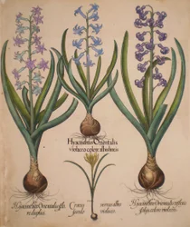 Hyacinthus orientalis floreduplici-Hyacinthus orientalis violaceo albislienis-Crocus vernus albus fundo violaceo-Hyacinthus orientalis reflexis folys colore violaceo