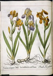 Iris, aus 