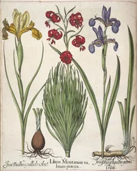 Iris, aus 