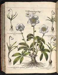 Tafel 29: Helleborus niger ... Hortus Eystettensis, ...