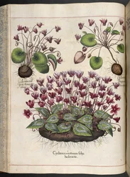 Tafel 348: Alpenveilchen. Hortus Eystettensis, Basilius Besler, 1613