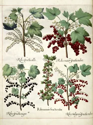 Rote und schwarze Johannisbeerpflanzen, aus 