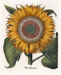 Die Gemeine Sonnenblume, Flos Solis Maior