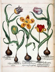 Tulpe, aus 