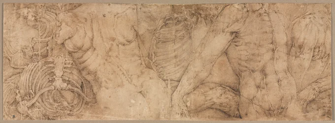Torsos mit Rippenkäfigen