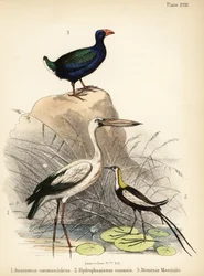 Silberklaffschnabel, Fasanblatthühnchen und Takahē, 1855