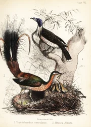 Mönchsvogel und Leierschwanz