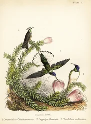Kolibriarten