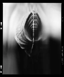 Zarte Blumenknospe