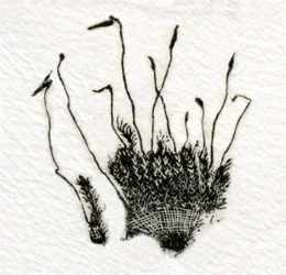 Knospendes Moos, 2014