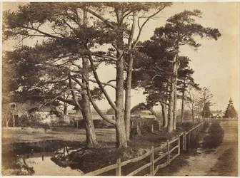 Schottische Kiefern, Hawkhurst, 1853