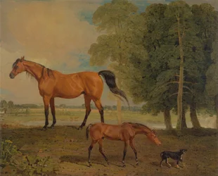 Zuchtstute mit Fohlen und ein Terrier