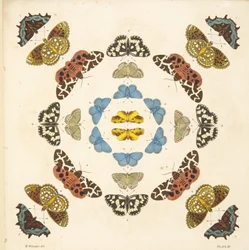Detail von Tafel III, aus A Rare Depiction of Butterflies and Moths, veröffentlicht 1764