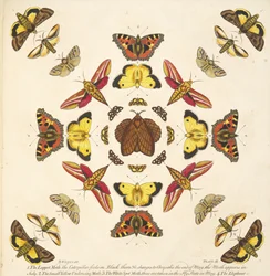 Detail von Platte IX, aus Eine seltene Darstellung von Schmetterlingen und Motten, veröffentlicht 1764