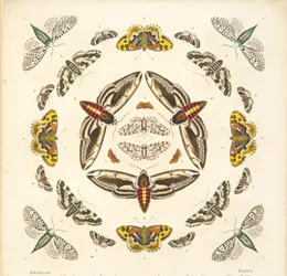 Detail von Tafel V, aus A Rare Depiction of Butterflies and Moths, veröffentlicht 1764