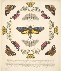 Tafel XII, aus 