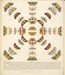 Tafel XI, aus A Rare Depiction of Butterflies and Moths, veröffentlicht 1764