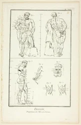 Entwurf: Proportionen des Farnese-Herkules, aus der Encyclopédie