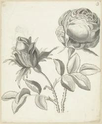 Zwei Rosen