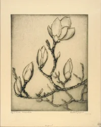 Aprilknospen - Magnolie