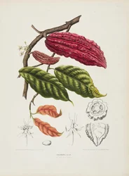 Theobroma, Kakaobaum, ca. 1840-1890