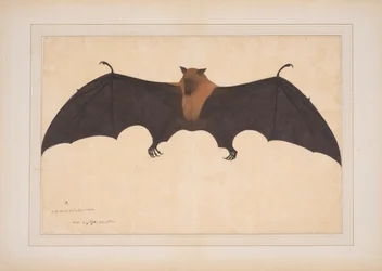 Eine große indische Flughund oder fliegende Box (Ptreopus Giganteus)