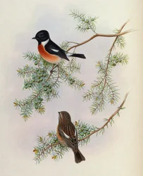 Saxicola maurus indicus, auf Juniperus formosana. Aus The Birds of Asia (John Gould), Band 4