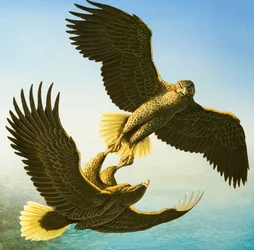 Seeadler