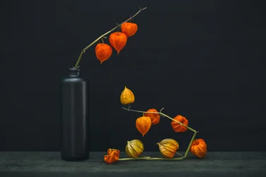 Leuchten der Lampionblume