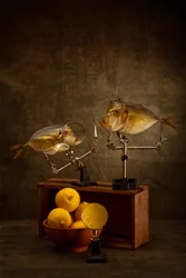 Kuriose Fischstudie