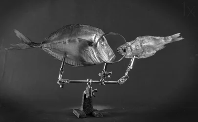 Kuriose Fischstudie