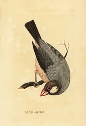 Java-Sperling, Lonchura oryzivora
