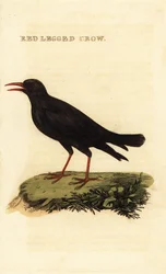 Alpendohle, Pyrrhocorax pyrrhocorax