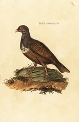 Moorschneehuhn, Lagopus lagopus scotica