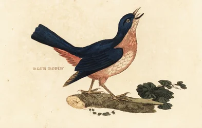 Sibirische Blaukehlchen, Larvivora cyane