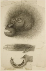 Der Kopf und die Hände eines Orang-Utans, ca. 1818-30