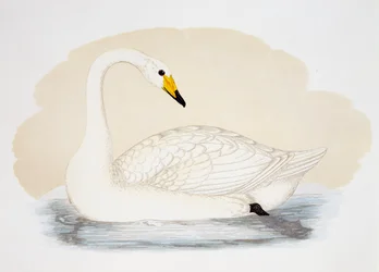 Wilder Schwan (Cygnus cygnus), Gravur, Vereinigtes Königreich