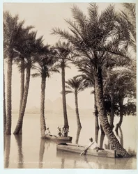 Ein Palmenhain am Fuße der Pyramiden von Ägypten - Fotografie der Gebrüder Zangali, Ende 19. Jahrhundert